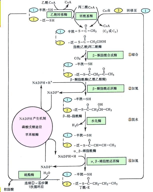 生物化学: 生化代谢途径1 | 蕴瑜课堂