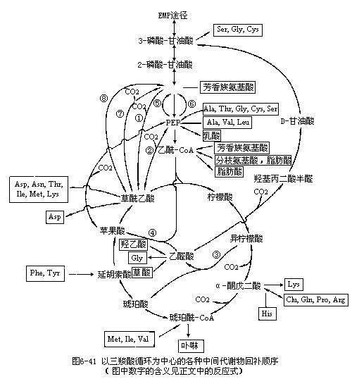 生物化学: 生物化学代谢途径2 | 蕴瑜课堂