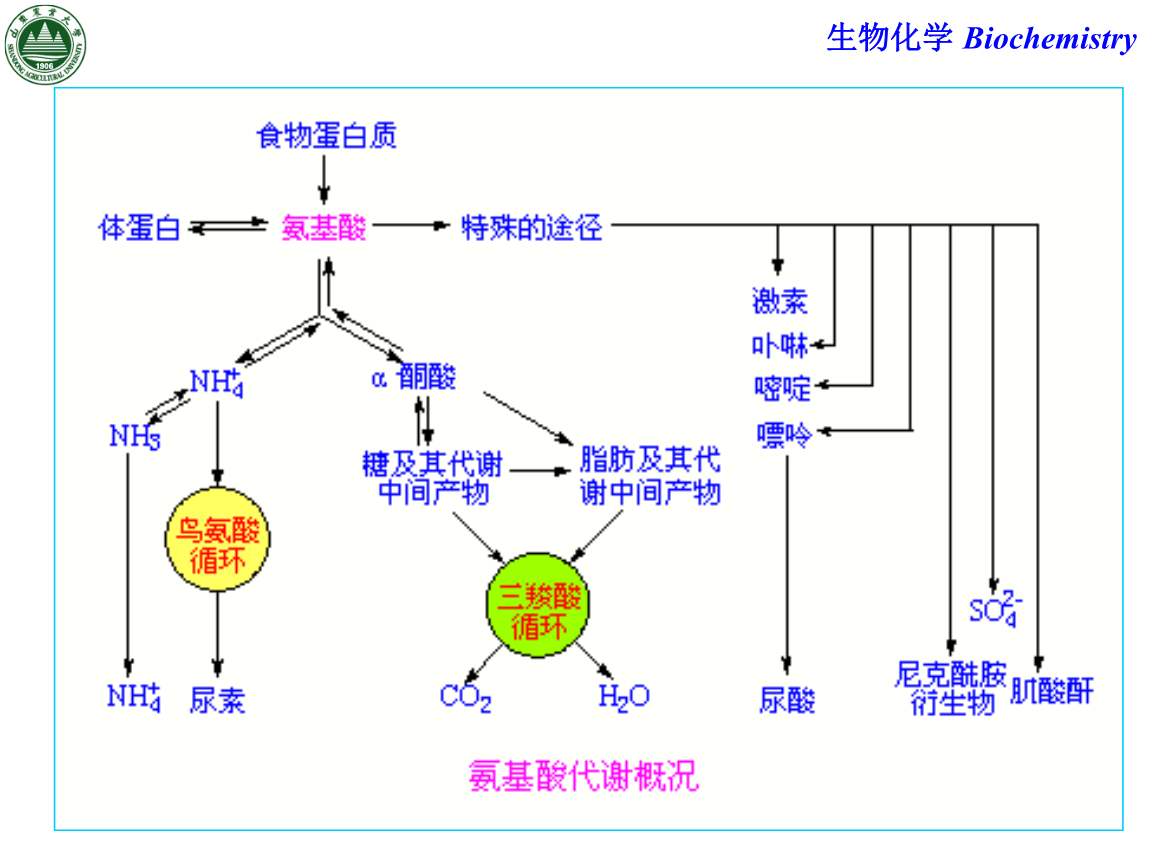 生物化学: 生物化学代谢途径5 | 蕴瑜课堂
