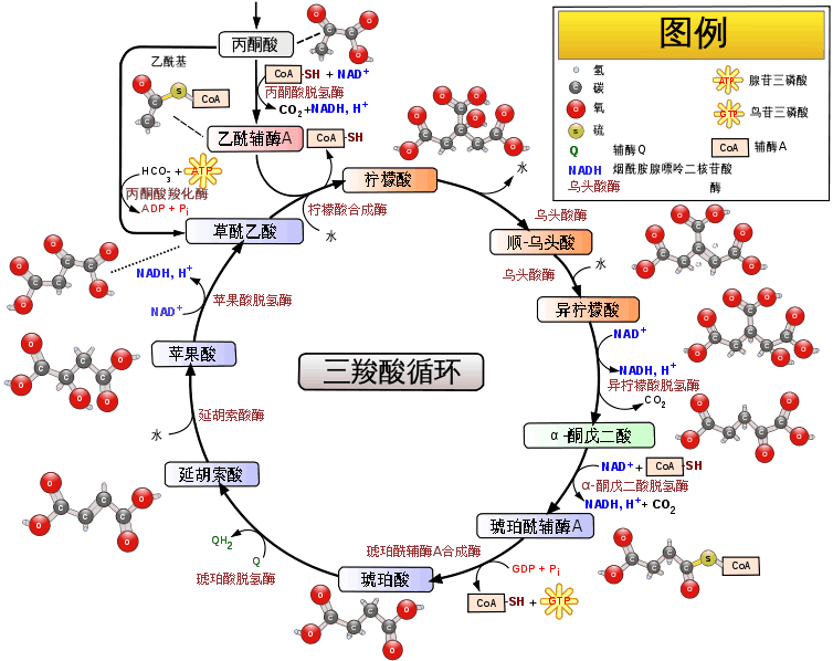 丙氨酸循环图片