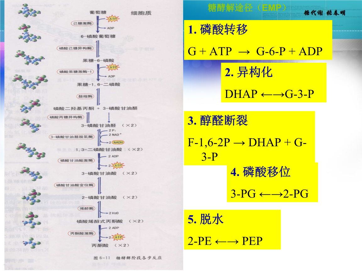 生物化学: 糖酵解代谢反应途径