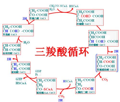 生物化学: 三羧酸反应途径